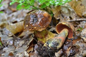 Klikni pro velký obrázek