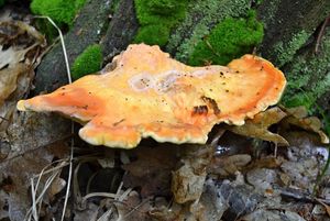 Klikni pro velký obrázek