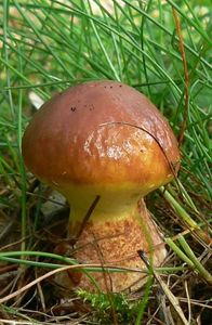 Klikni pro velký obrázek