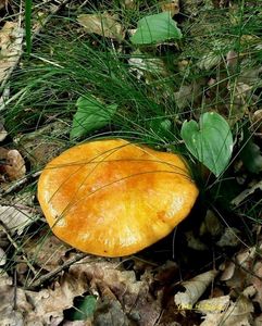 Klikni pro velký obrázek