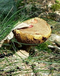 Klikni pro velký obrázek