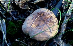 Klikni pro velký obrázek