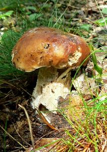 Klikni pro velký obrázek