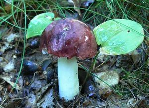 Klikni pro velký obrázek