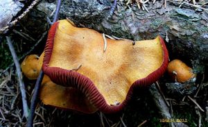 Klikni pro velký obrázek