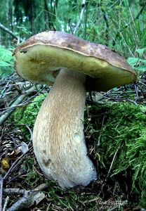 Klikni pro velký obrázek