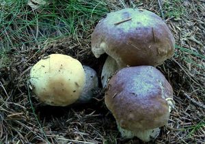 Klikni pro velký obrázek