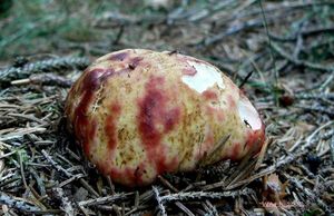 Klikni pro velký obrázek