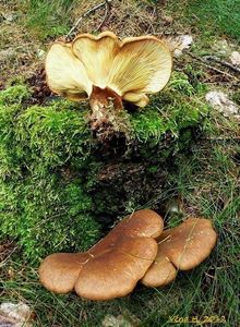 Klikni pro velký obrázek