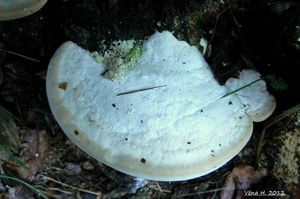 Klikni pro velký obrázek