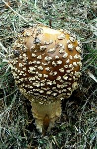 Klikni pro velký obrázek