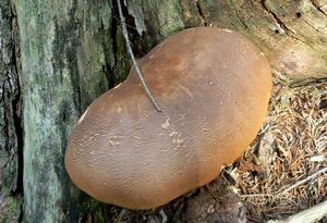 Klikni pro velký obrázek