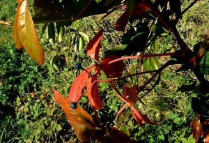 Loubinec popínavý (Parthenocissus inserta)