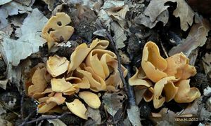 Klikni pro velký obrázek