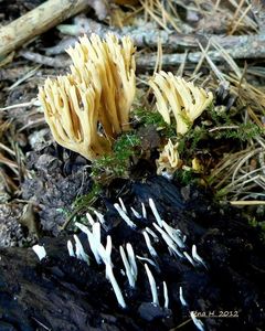 Klikni pro velký obrázek