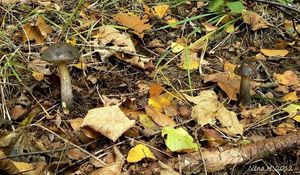 Klikni pro velký obrázek