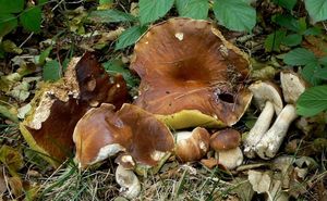 Klikni pro velký obrázek