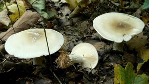 Klikni pro velký obrázek