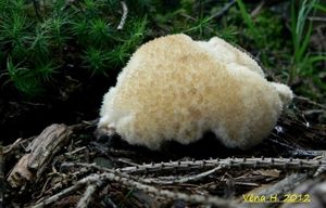 Klikni pro velký obrázek