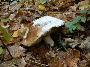 Klikni pro velký obrázek