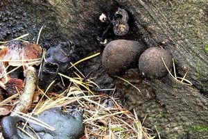 Klikni pro velký obrázek