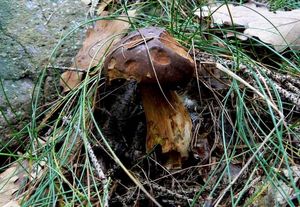 Klikni pro velký obrázek