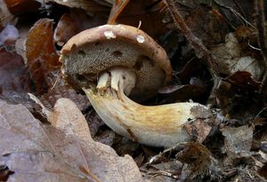 Klikni pro velký obrázek