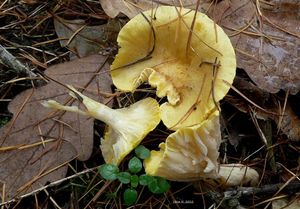 Klikni pro velký obrázek