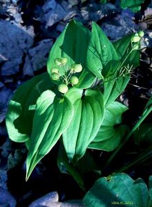 Pstroček dvoulistý (Maianthemum bifolium)