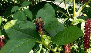 Líčidlo jedlé (Phytolacca esculenta)