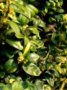 Zimostráz vždyzelený (krušpánek) (Buxus sempervirens)
