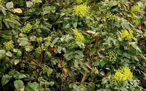 Mahónie cesmínolistá (Mahonia aguifolium)