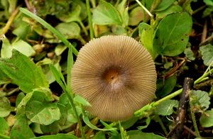 Hnojník řasnatý - Parasola plicatilis