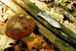 Klikni pro velký obrázek