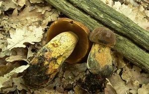 Klikni pro velký obrázek