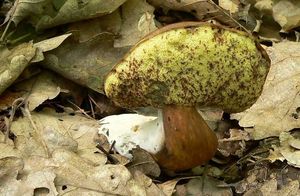 Klikni pro velký obrázek