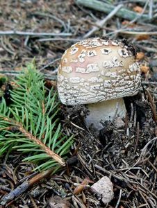 Klikni pro velký obrázek