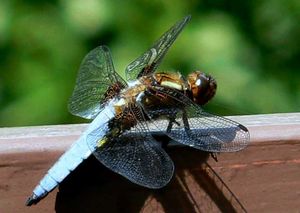 Klikni pro velký obrázek