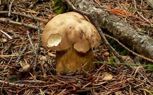 Klikni pro velký obrázek