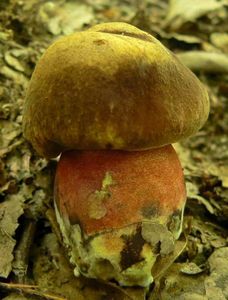 Klikni pro velký obrázek