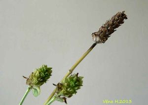 Černohlávek obecný (Prunella vulgaris)