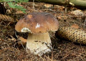 Hřib smrkový - Boletus edulis Bull. 1782