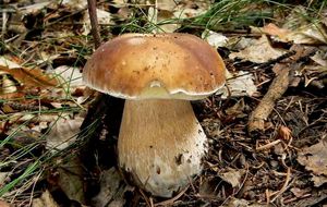 Hřib smrkový - Boletus edulis Bull. 1782