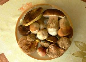 Klikni pro velký obrázek