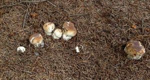 Klikni pro velký obrázek