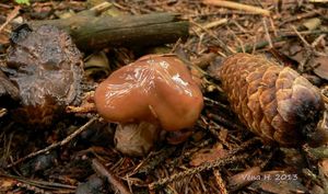 Klikni pro velký obrázek