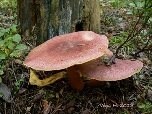 Klikni pro velký obrázek