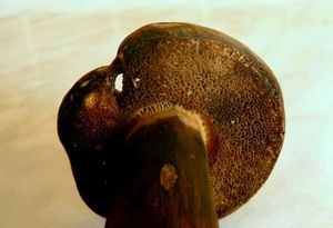Hřib nachovýtrusý - Porphyrellus porphyrosporus (Fr.) E.-J. Gilbe