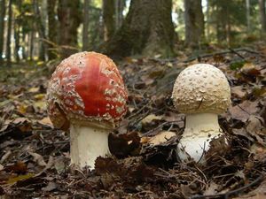 Klikni pro velký obrázek