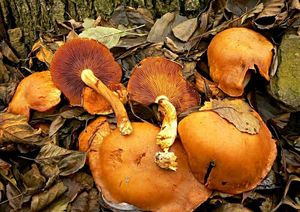 Klikni pro velký obrázek